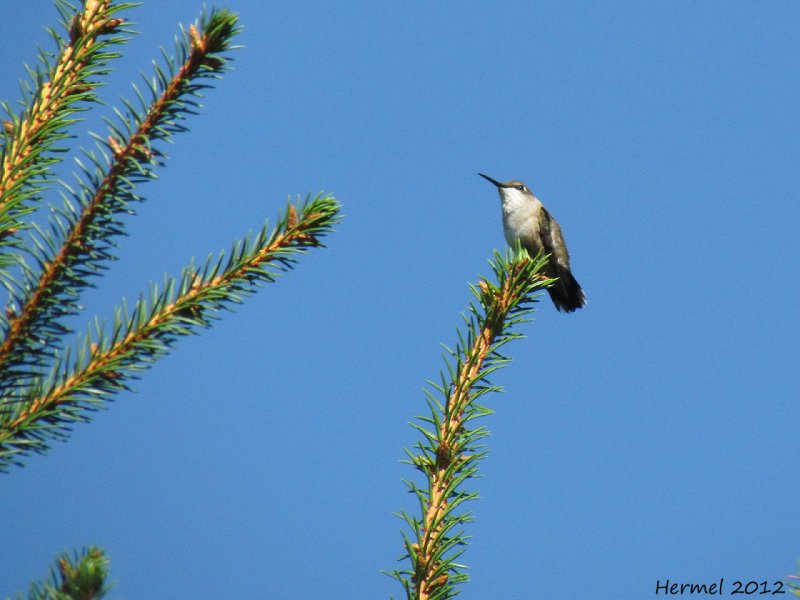 Colibri  gorge rubis - Ruby-throated Hummingbird