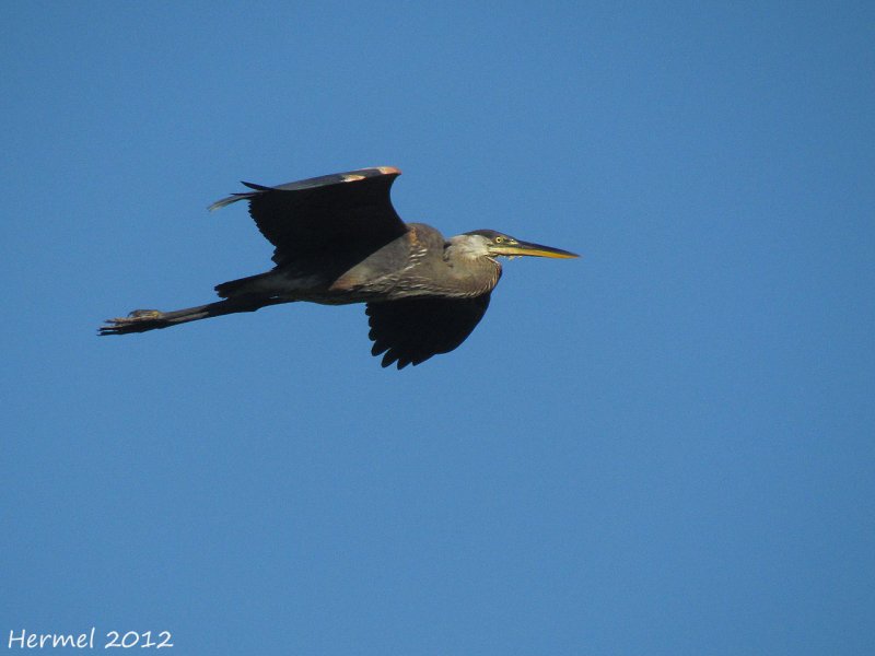 Grand Hron - Great Blue Heron