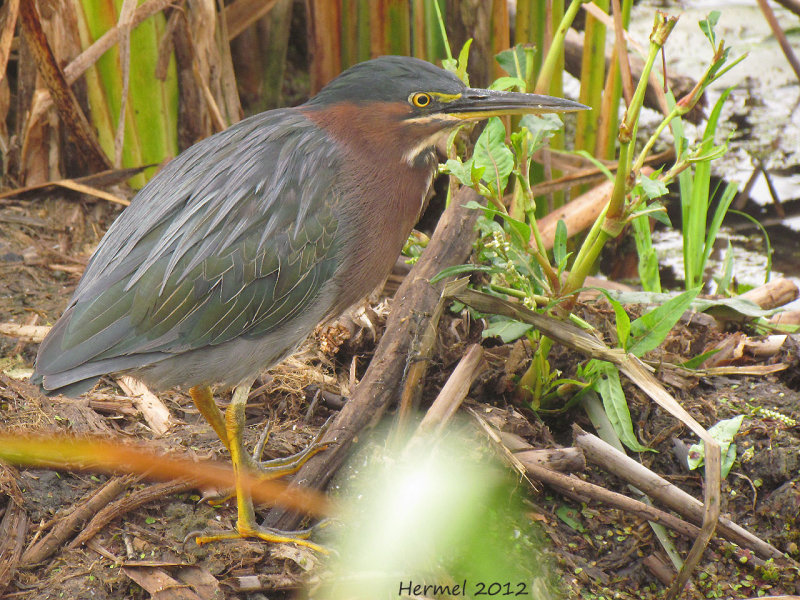 Hron vert - Green Heron