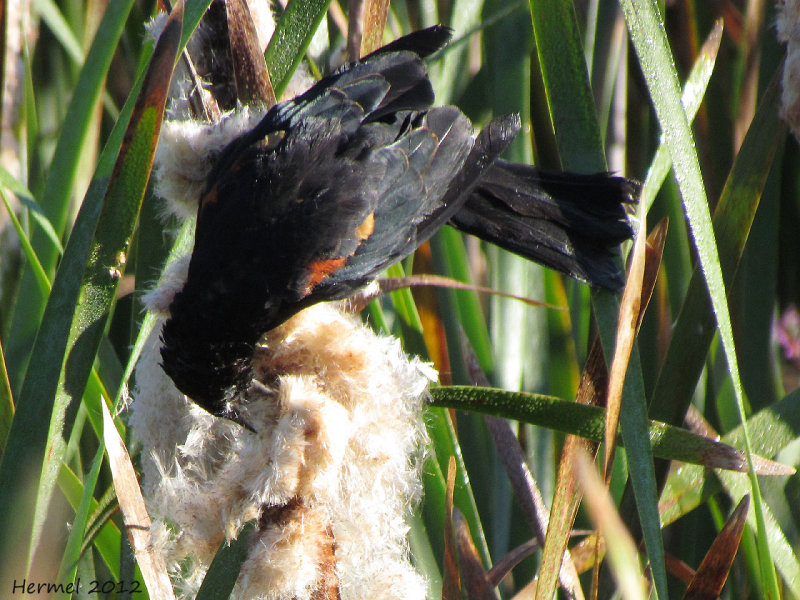 Carouge  paulettes - Red-winged Blackbird