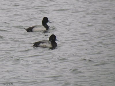  Petit Fuligule - Lesser Scaup