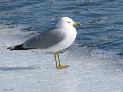 Goland  bec cercl - Ring-billed Gull