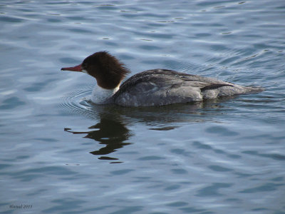 Grand Harle - Common Merganser