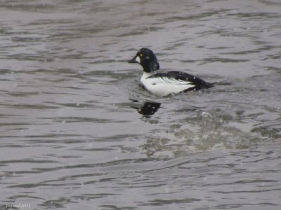 Garrot à oeil d'or - Common Goldeneye