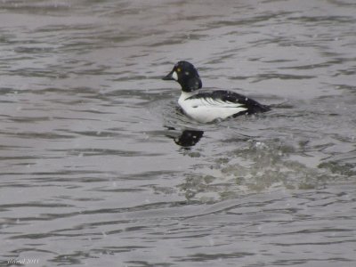 Garrot  oeil d'or - Common Goldeneye