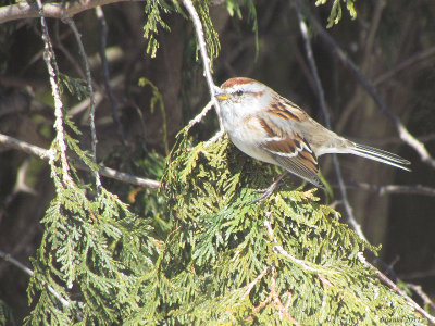 Brant hudsonien - Tree Sparrow