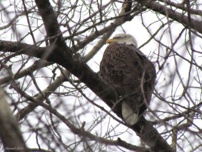 Pygargue à tête blanche - Bald Eagle