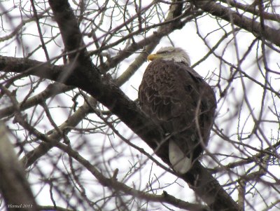 Pygargue  tte blanche - Bald Eagle