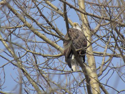 Pygargue  tte blanche - Bald Eagle