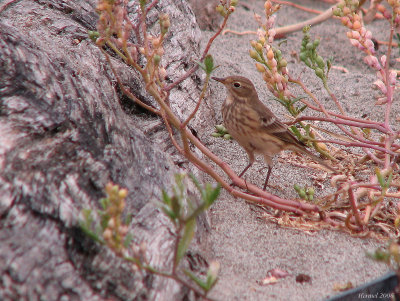 Pipit d'Amrique - American Pipit