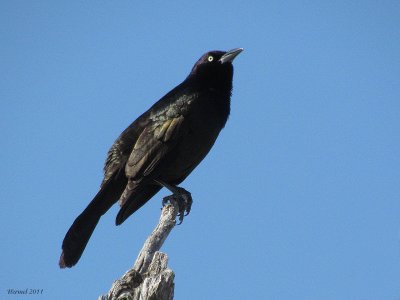 Quiscale bronz - common Grackle