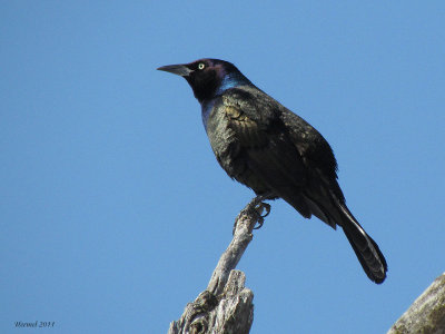 Quiscale bronzé - common Grackle
