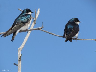 Hirondelle bicolore - Tree Swallow