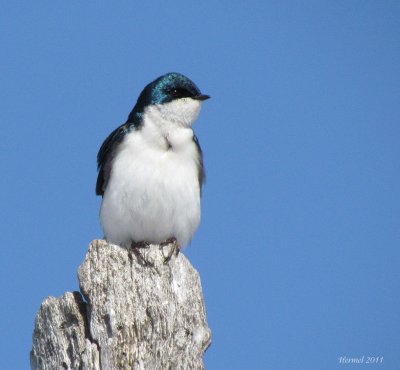 Hirondelle bicolore - Tree Swallow