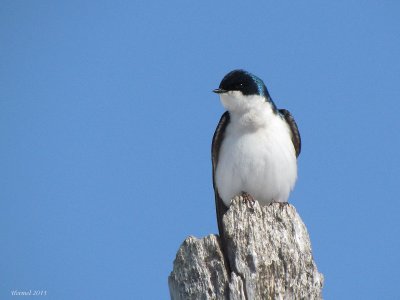 Hirondelle bicolore - Tree Swallow