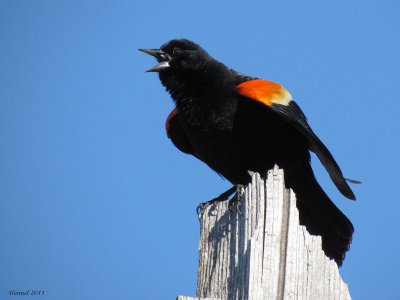 Carouge à épaulettes - Red-winged Blackbird