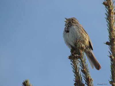 Bruant chanteur - Song Sparrow