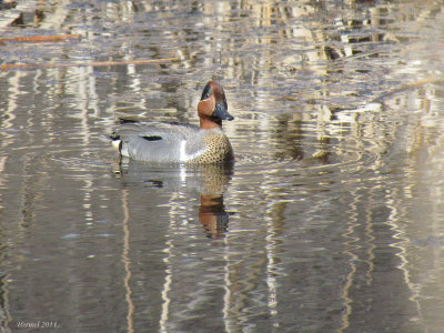 Sarcelle d'hiver - Green-winged Teal