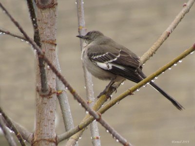 Moqueur polyglotte - Northern Mockingbird