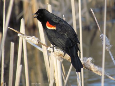 Carouge à épaulettes - Red-winged Blackbird