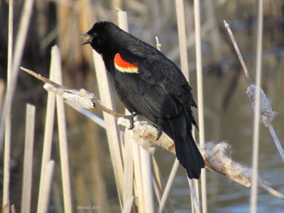 Carouge  paulettes - Red-winged Blackbird