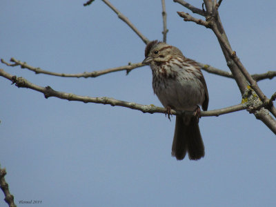 Brunat chanteur - Song Sparrow