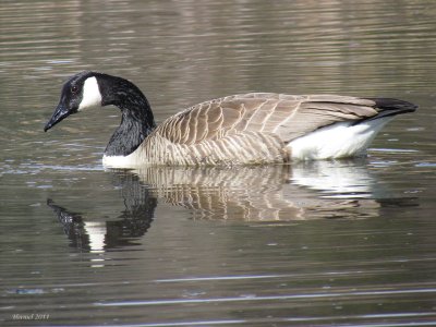 Bernache du canada - Canada Goose