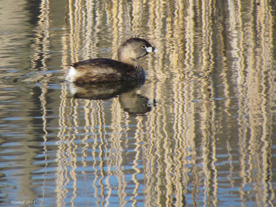 Grbe  bec bigarr - Pied-billed Grebe