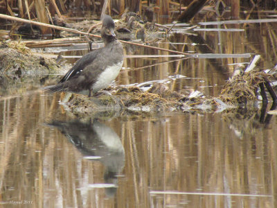 Harle couronne - Hooded Merganser