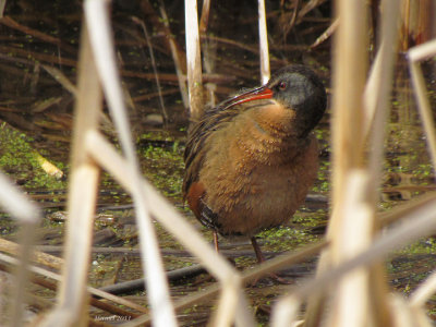 Rle de Virginie - Virginia rail