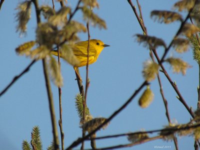 Paruline jaune - Yellow Warbler