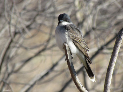 Tyran tritri - Eastern Kingbird