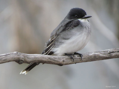 Tyran tritri - Eastern Kingbird