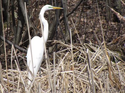 Grande Aigrette -Great Egret