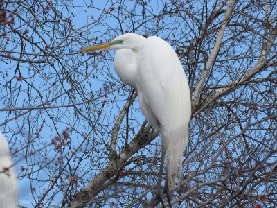 Grande Aigrette -Great Egret