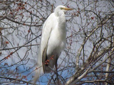 Grande Aigrette -Great Egret