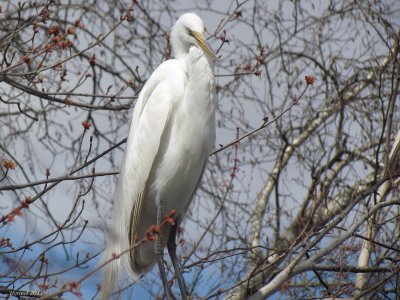 Grande Aigrette -Great Egret