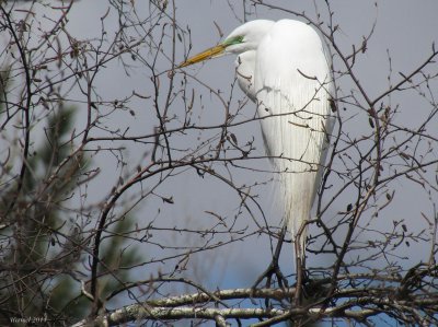 Grande Aigrette -Great Egret