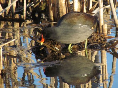 Gallinule - Common Moorhen