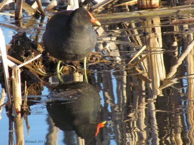 Gallinule - Common Moorhen