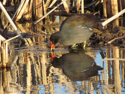 Gallinule - Common Moorhen