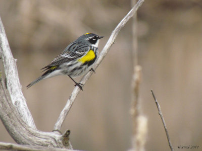 Paruline  croupion jaune - Yellow-rumped Warbler