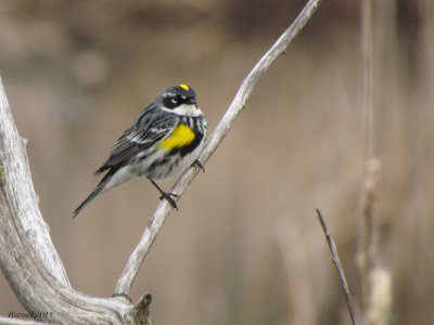 Paruline  croupion jaune - Yellow-rumped Warbler