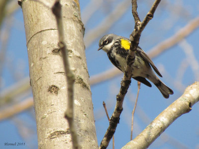 Paruline  croupion jaune - Yellow-rumped Warbler