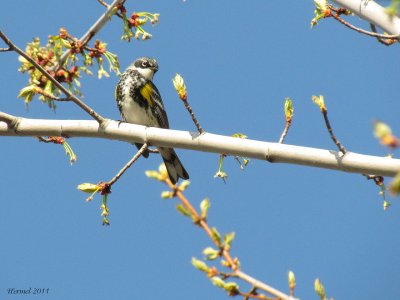 Paruline  croupion jaune - Yellow-rumped Warbler