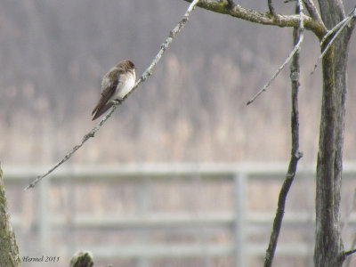 Hirondelle  ailes hrisses - Northern Rough-winged Swallow