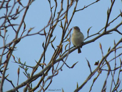 Viro mlodieux - Warbling Vireo