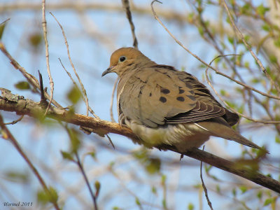 Tourterelle triste - Mourning Dove