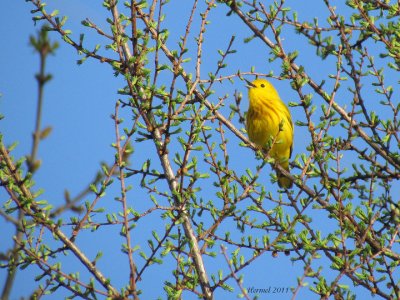 Paruline jaune - Yellow Warbler