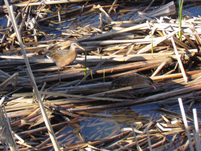 Rle de Virginie - Virginia rail